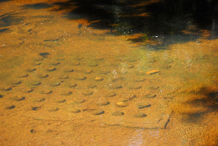 プノン・クーレンの水中レリーフ