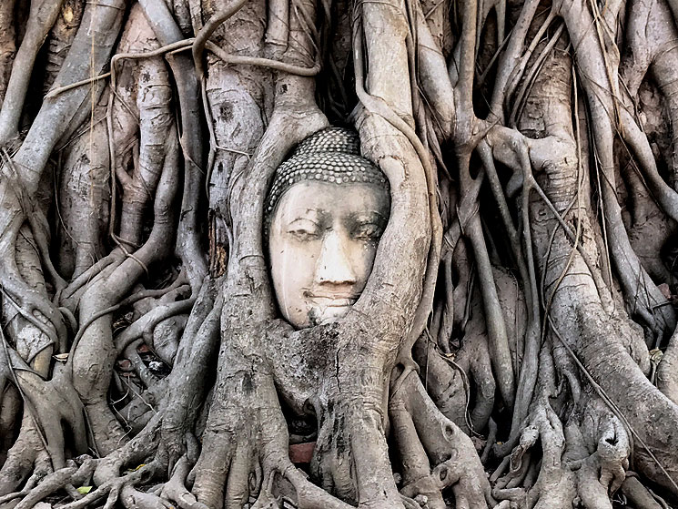 アユタヤ遺跡 ワット･マハタート - 木の根に取り囲まれている仏頭